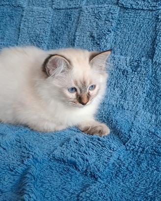 Ultimo gattino sacro di birmania seal tabby point