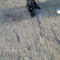 Cuccioli di cane corso disponibili