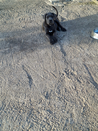 Cuccioli di cane corso disponibili