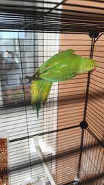 Parrocchetto dal collare