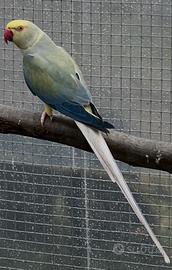 Parrocchetto del collare