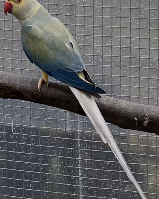 Parrocchetto del collare