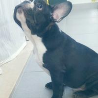 Cucciolo di bulldog francese