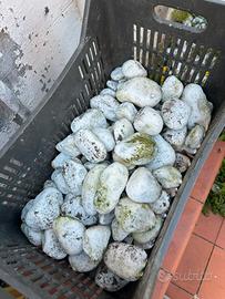 Pietre bianche giardino