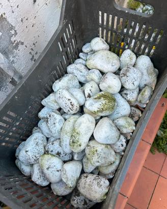 Pietre bianche giardino