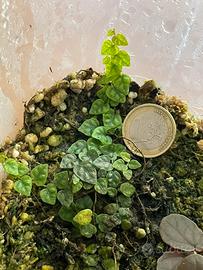 Talea Ficus pumila minima 5 cm
