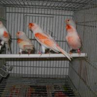 Canarini mosaico rosso 2025