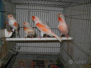 Canarini mosaico rosso 2025