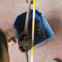 semiasso con crociera doppia