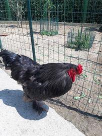 Gallo Brahma gigante