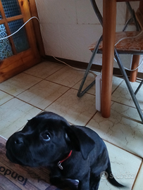 Cane corso cucciolo