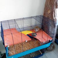 Suricata