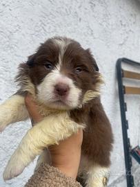 Border collie Rossa e nera 2025 litter i