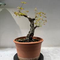 Quercia rovere bonsai