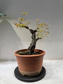 Quercia rovere bonsai