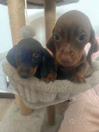 Cuccioli di bassotto