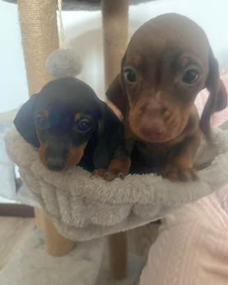 Cuccioli di bassotto