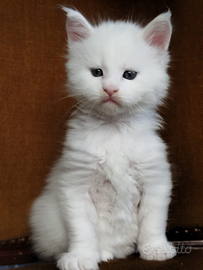 Cuccioli di MAINE COON