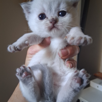 Scottish straight/fold