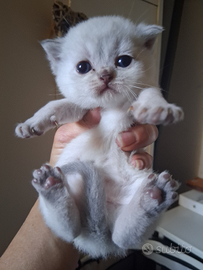 Scottish straight/fold