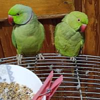 Copia di papagalli dal colare