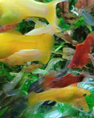 Platy coda a lyra