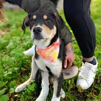 Cucciolo taglia media in adozione