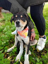 Cucciolo taglia media in adozione