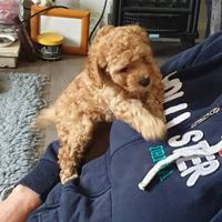 Barboncino albicocca cuccioli disponibili