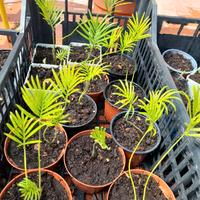 cycas piantine