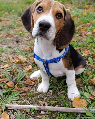 Cane Beagle
