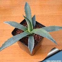 Agave Americana piante grasse 