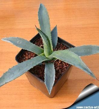 Agave Americana piante grasse 