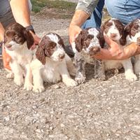 Cuccioli lagotto romagnolo