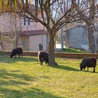 Pecore nane d' ouessant