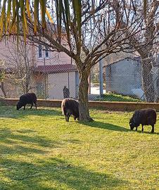 Pecore nane d' ouessant