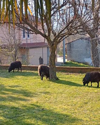 Pecore nane d' ouessant