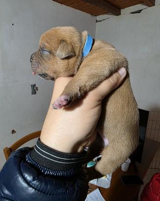 American bully pocket