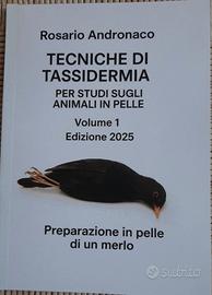 Tassidermia Preparazione in pelle di un merlo