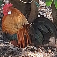 Coppia Galline nane