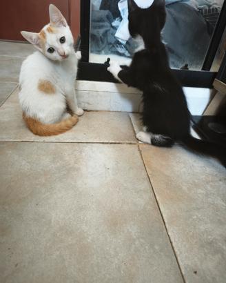 gattini di 2 mesi