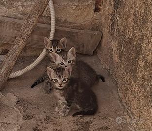 Gattini