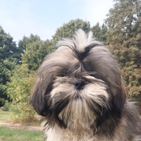 Shih tzu