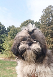 Shih tzu