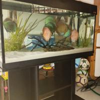 Acquario Wawe 200 lt con mobile e filtro esterno. 