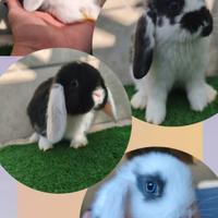 Conigli nani ariete , prezzo interessante