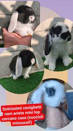 Conigli nani ariete , prezzo interessante
