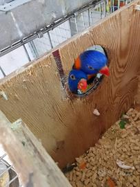 Coppia lory rubritorquis