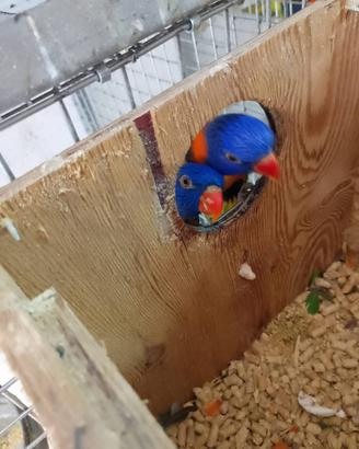 Coppia lory rubritorquis