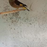 Verdoni di Cina maschi e femmina